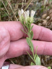Sericocarpus rigidus