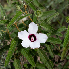 Hibiscus sturtii