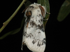 Iropoca rotundata