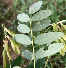 Astragalus americanus
