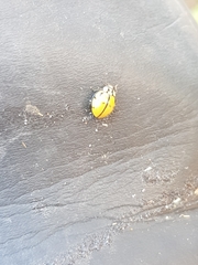 Harmonia testudinaria