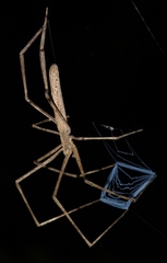 Deinopis longipes