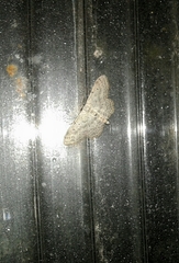 Idaea minuscularia