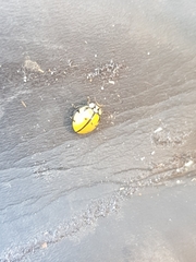 Harmonia testudinaria