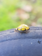 Harmonia testudinaria