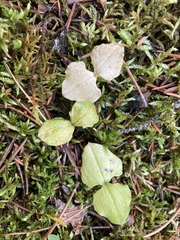 Neottia cordata