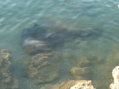Bathytoshia brevicaudata