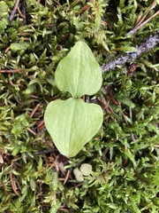 Neottia cordata