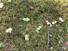 Neottia cordata