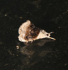 Lipocosmodes fuliginosalis