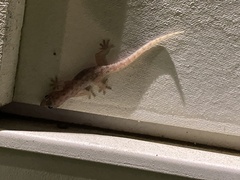 Hemidactylus parvimaculatus