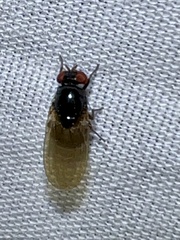 Lonchaea