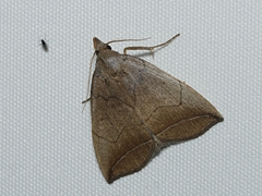 Simplicia armatalis