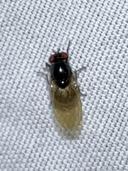 Lonchaea