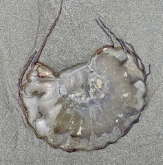 Chrysaora fuscescens