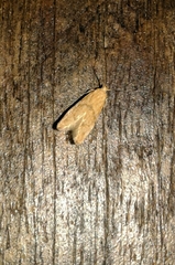 Blastobasis decolorella
