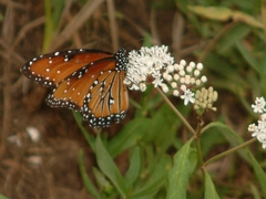 Asclepias perennis