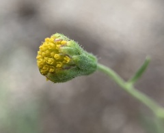 Picradeniopsis multiflora