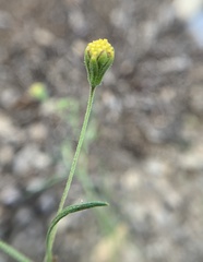 Picradeniopsis multiflora