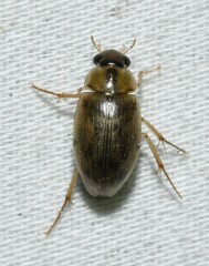 Berosus