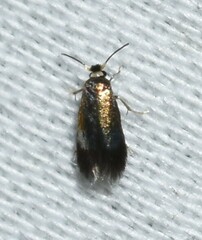 Stigmella quercipulchella