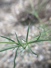 Picradeniopsis multiflora
