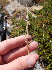 Poa secunda