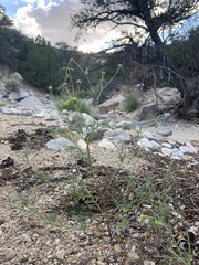 Picradeniopsis multiflora