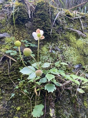 Eriocapitella vitifolia