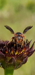 Dianthidium floridiense