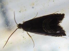 Grapholita delineana