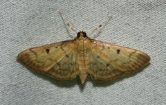 Herpetogramma fluctuosalis