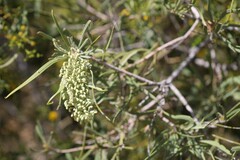 Hakea macrocarpa