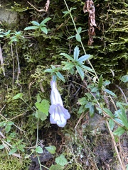 Lysionotus pauciflorus