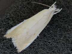 Calamotropha paludella