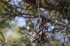 Hakea macrocarpa