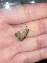 Caradrina clavipalpis