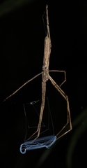 Deinopis longipes