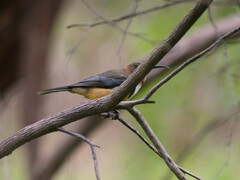 Acanthorhynchus tenuirostris