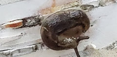 Arion hortensis