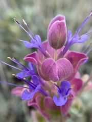Salvia pachyphylla