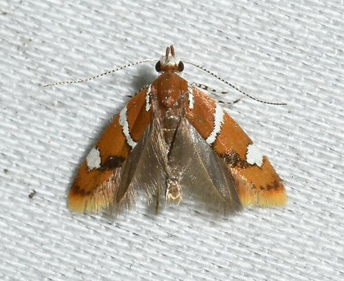 Suzuki's Promalactis Moth photo 3