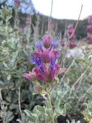 Salvia pachyphylla