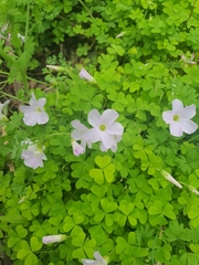 Oxalis incarnata