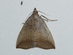 Simplicia armatalis