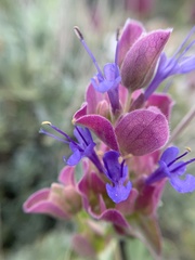 Salvia pachyphylla