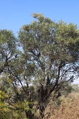 Hakea macrocarpa