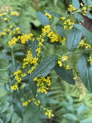 Solidago ulmifolia