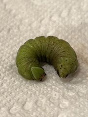 Paonias excaecata
