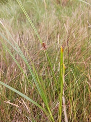 Schoenoplectus pungens